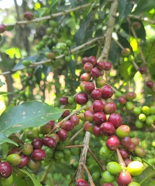 Screenshot_20251117_220201_Gallery